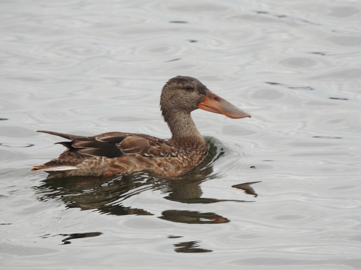 Canard souchet - ML624211935