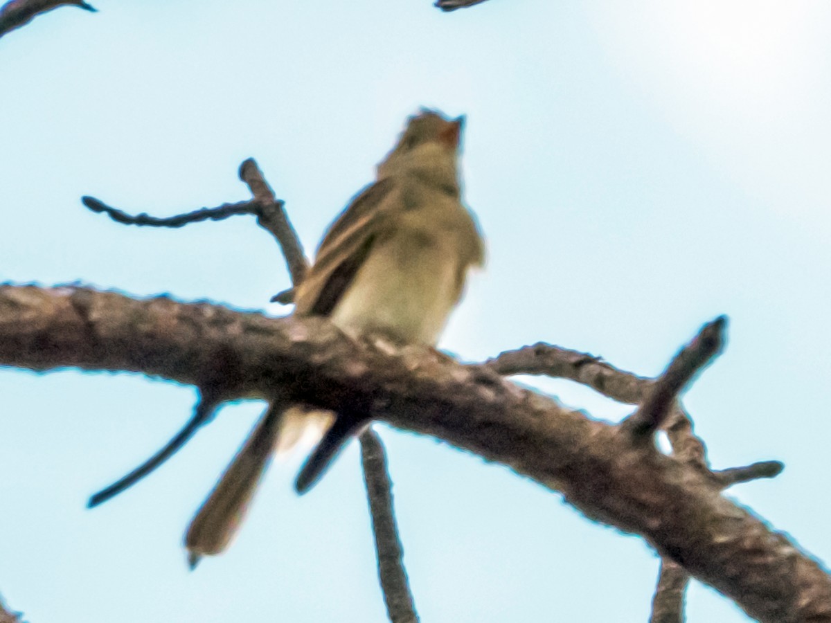 Buff-breasted Flycatcher - Esther M Key