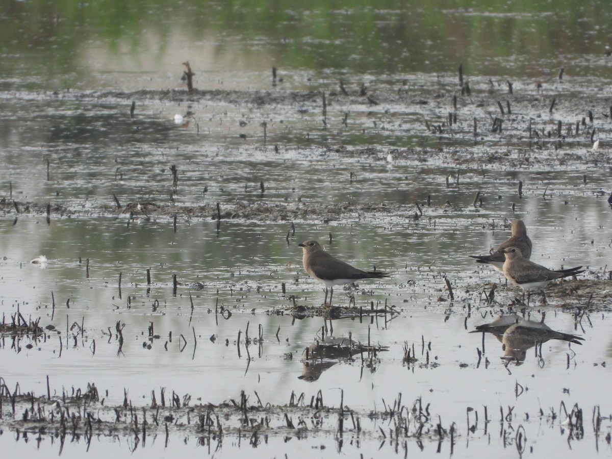 Black-winged Pratincole - ML624211944