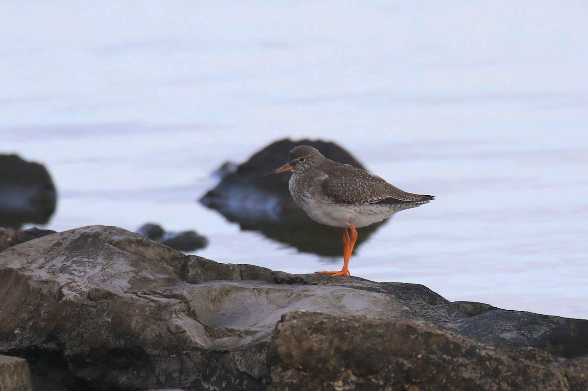 Common Redshank - ML624211946