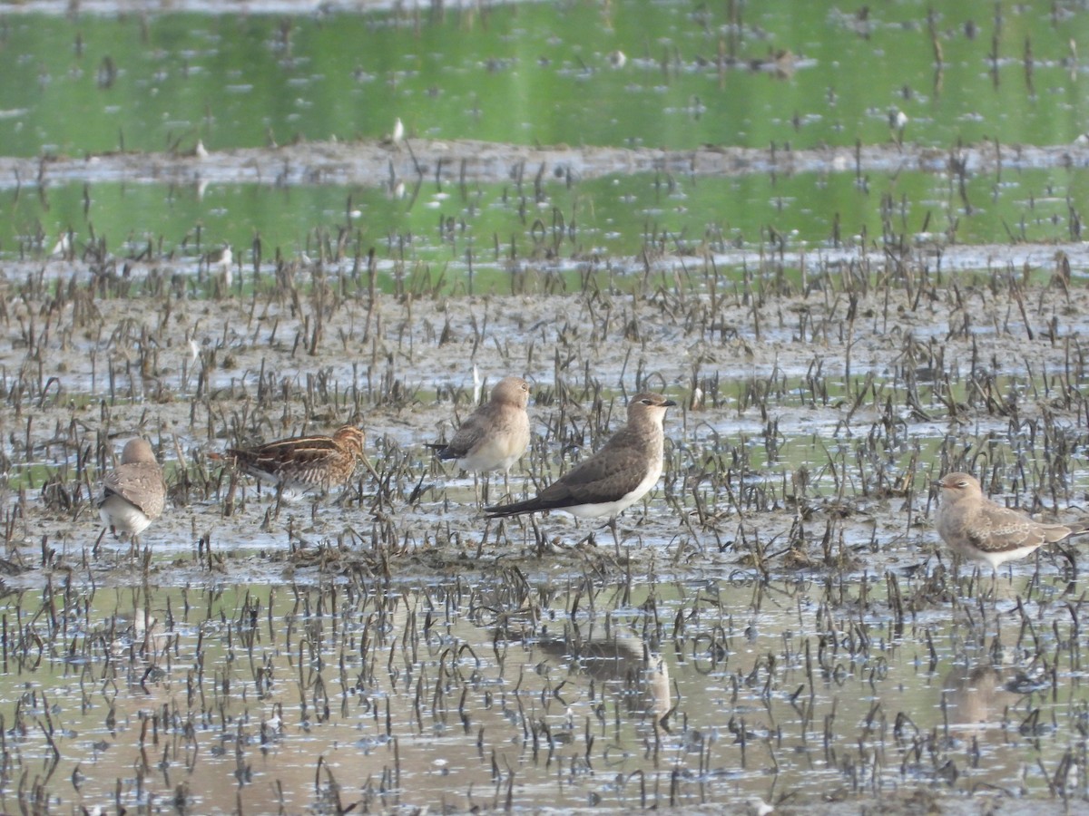 Black-winged Pratincole - ML624211950