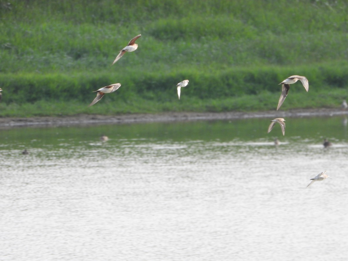 Black-winged Pratincole - ML624211955