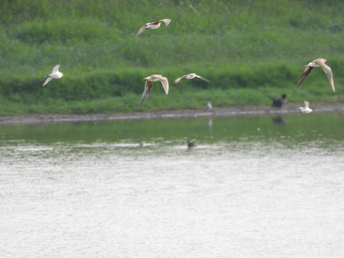 Black-winged Pratincole - ML624211958