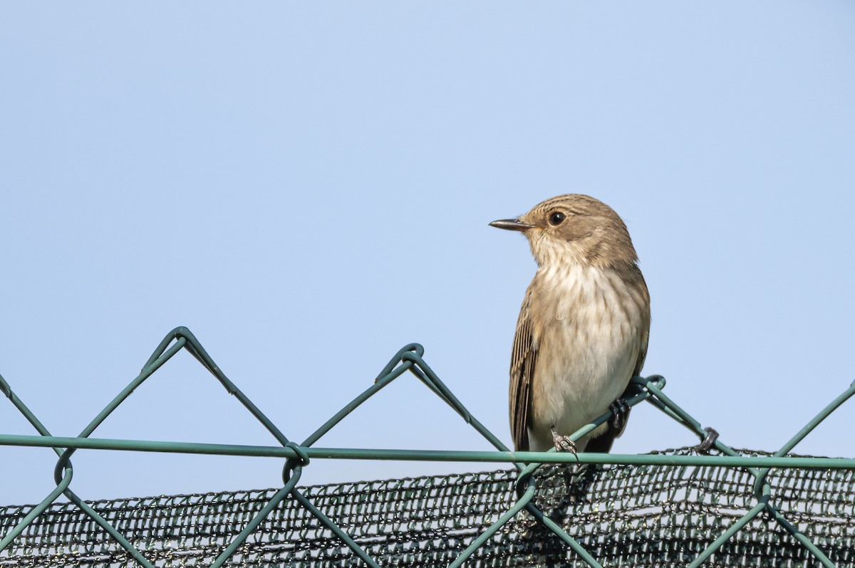 European Pied Flycatcher - ML624211982