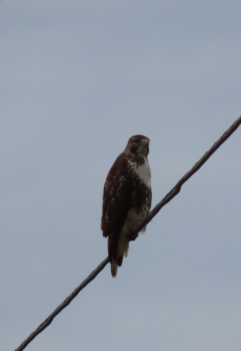 Rotschwanzbussard - ML624211985