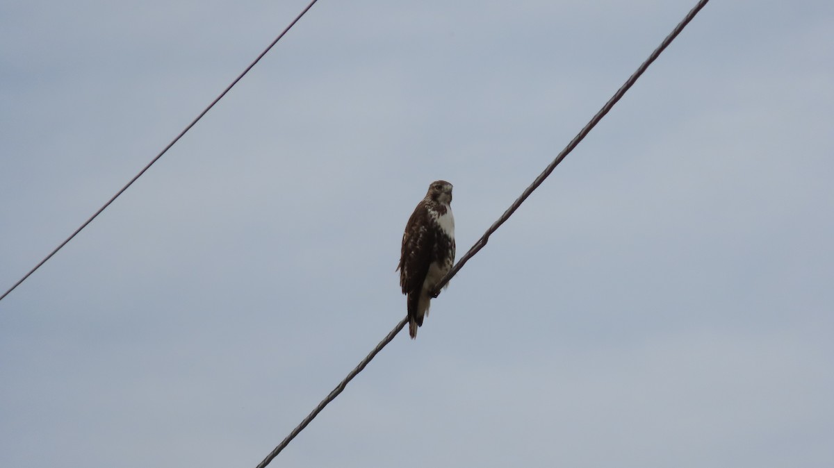 Rotschwanzbussard - ML624211986