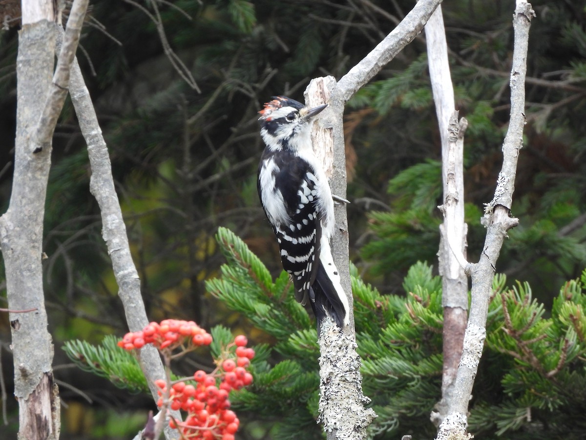 Downy Woodpecker - ML624211994