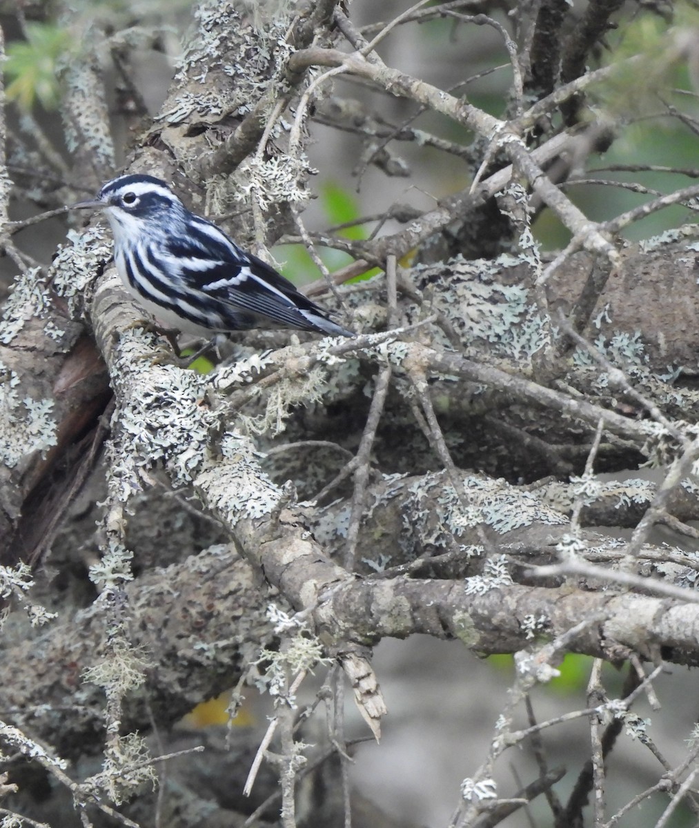 Black-and-white Warbler - ML624212015