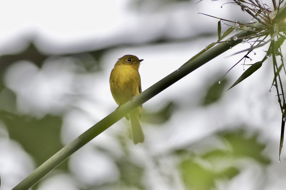 Gobemoustique canari - ML624212025