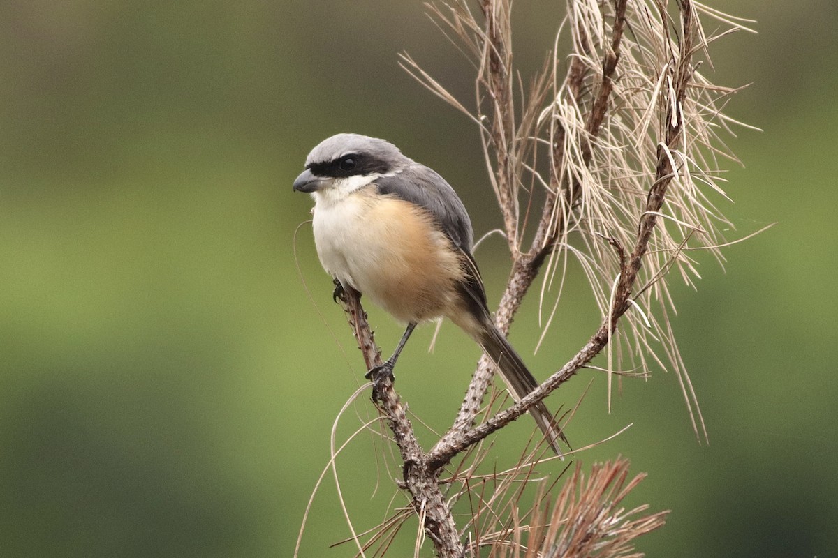 Brown Shrike (Philippine) - ML624212030