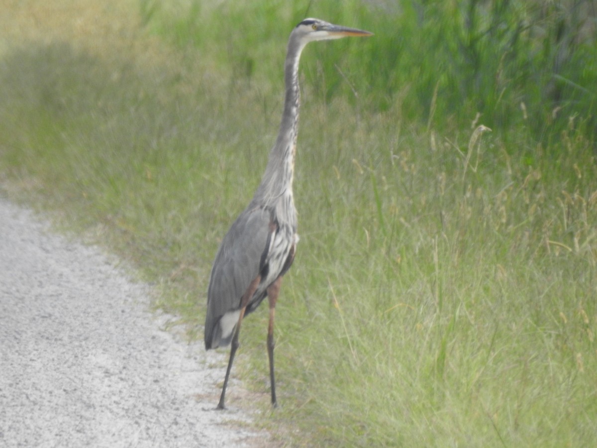 Great Blue Heron - ML624212040