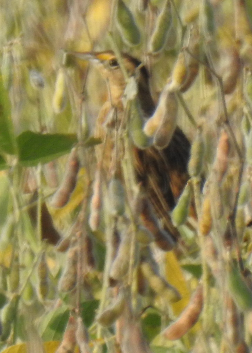 Eastern Meadowlark - ML624212043