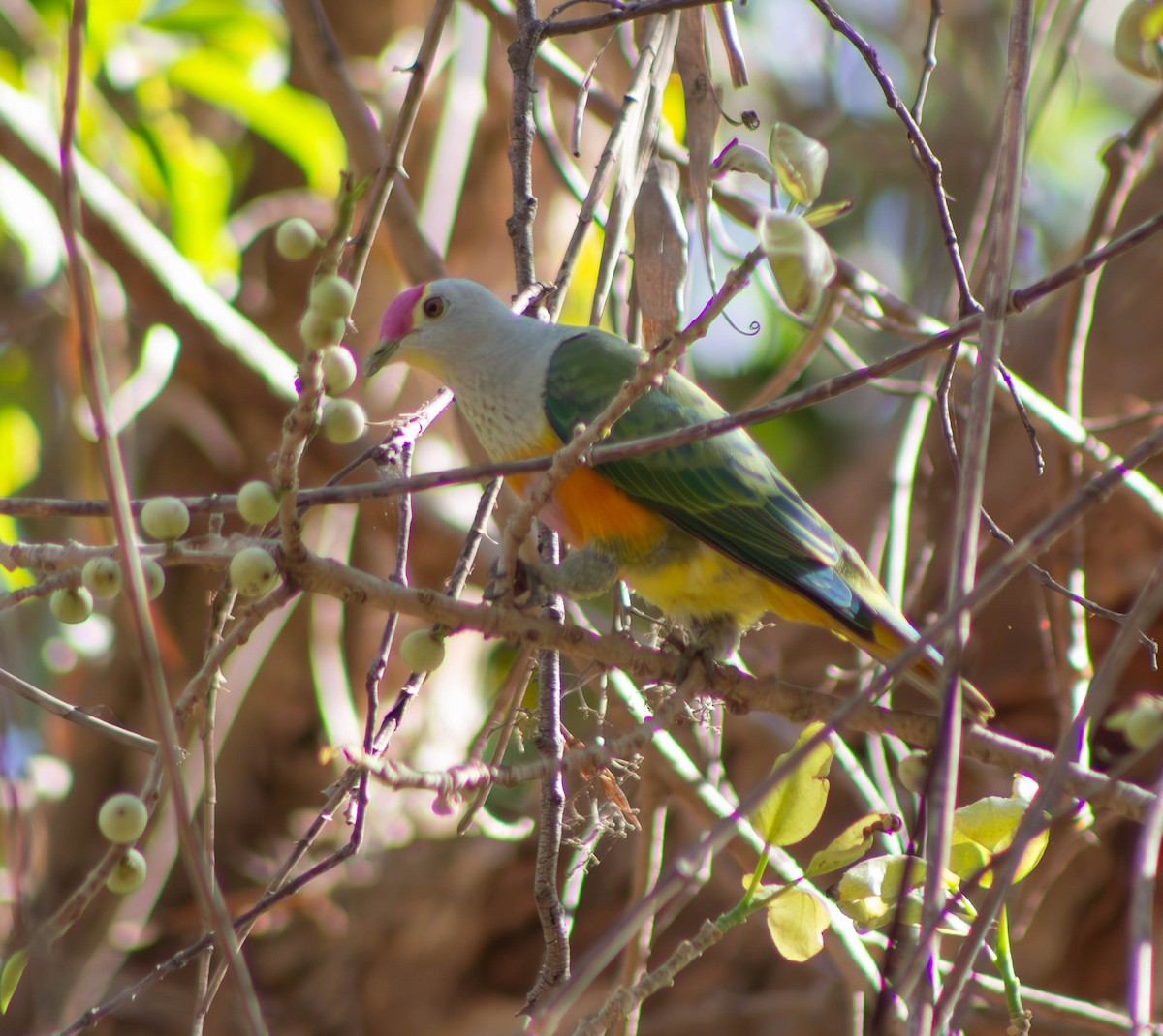 Rose-crowned Fruit-Dove - ML624212055