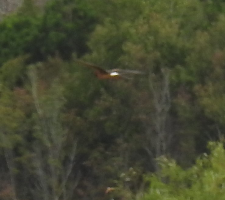 Northern Harrier - ML624212063