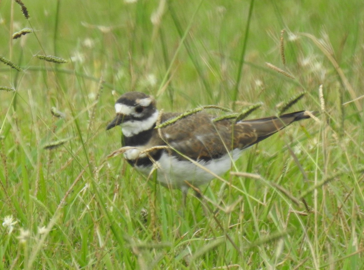 Killdeer - ML624212065