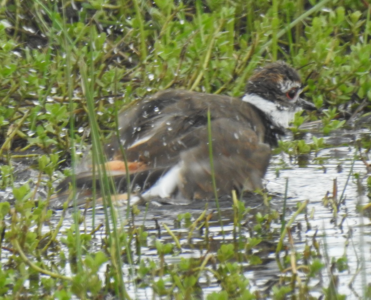 Killdeer - ML624212066