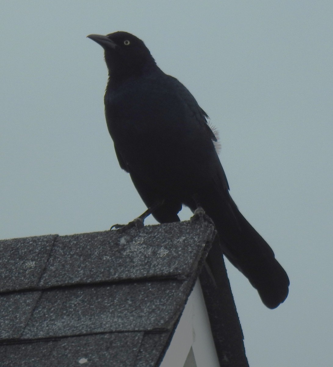 Boat-tailed Grackle - ML624212068