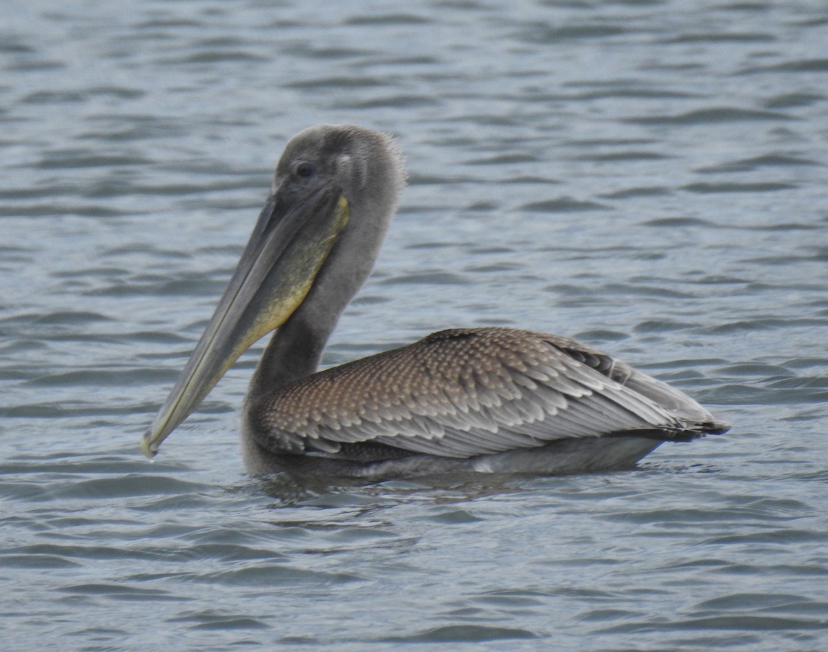 Brown Pelican - ML624212070