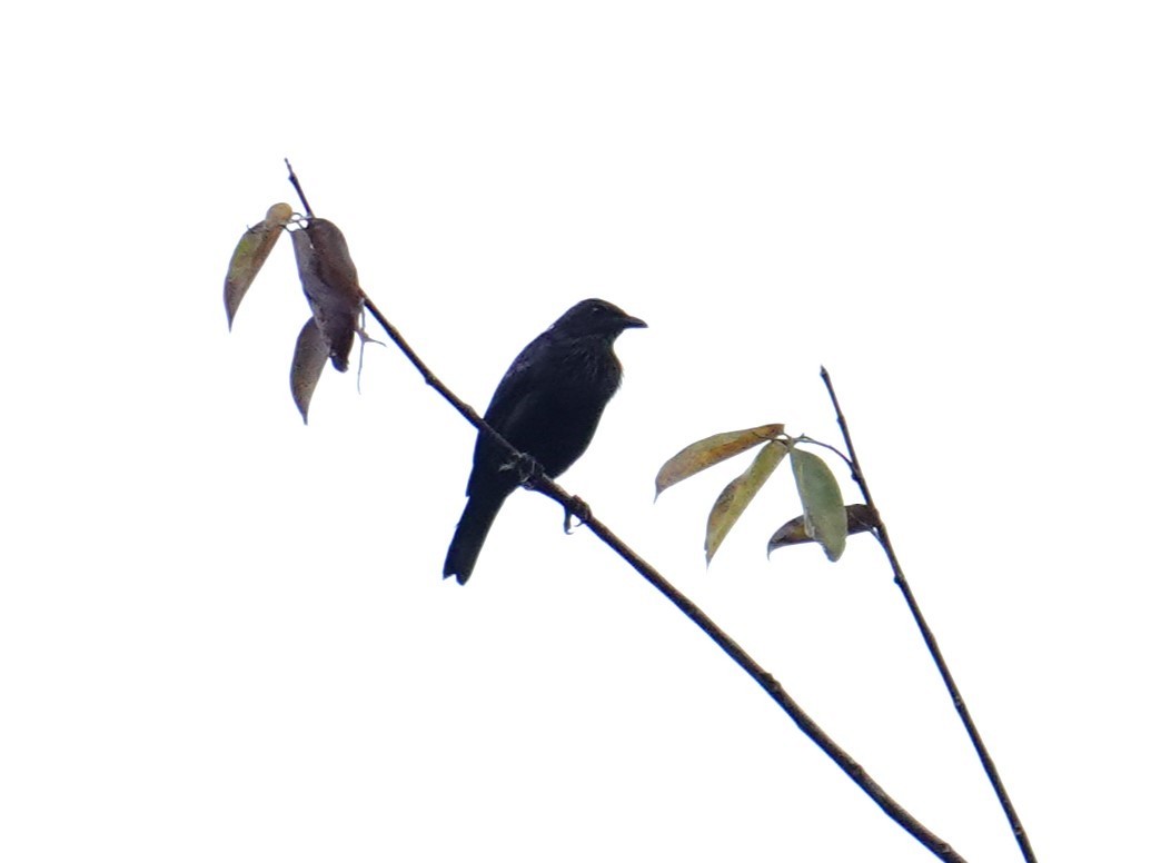 Brown-winged Starling - ML624212078