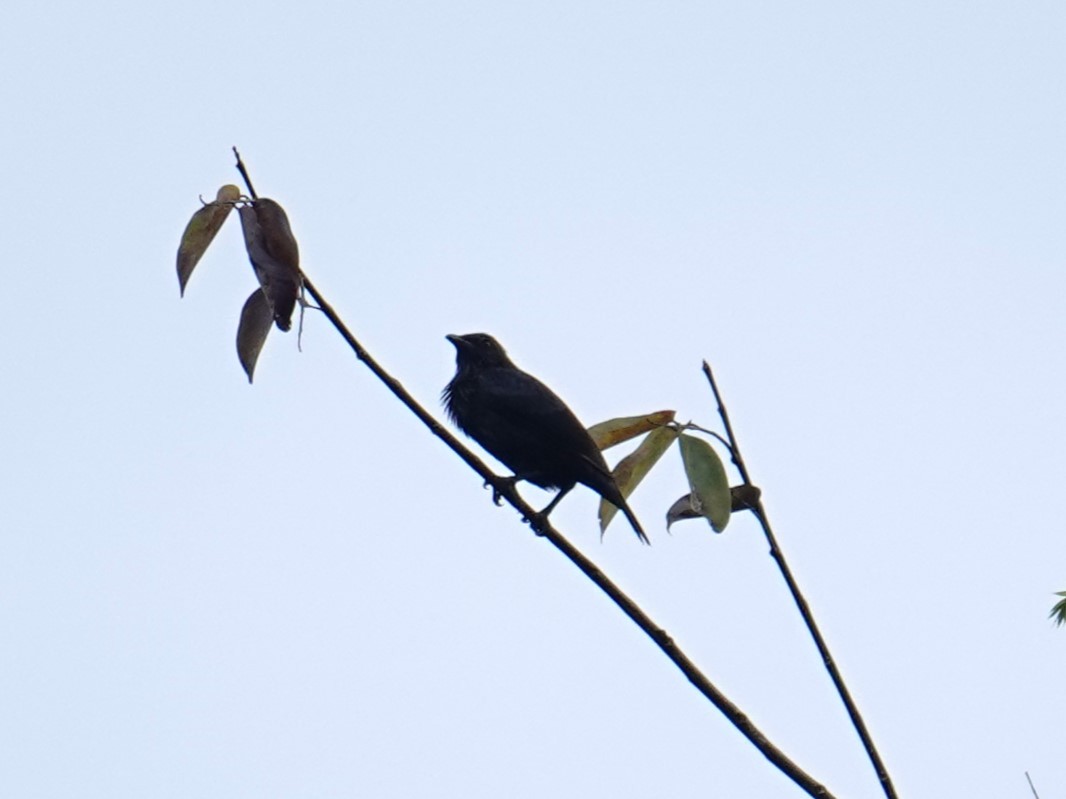 Brown-winged Starling - ML624212079
