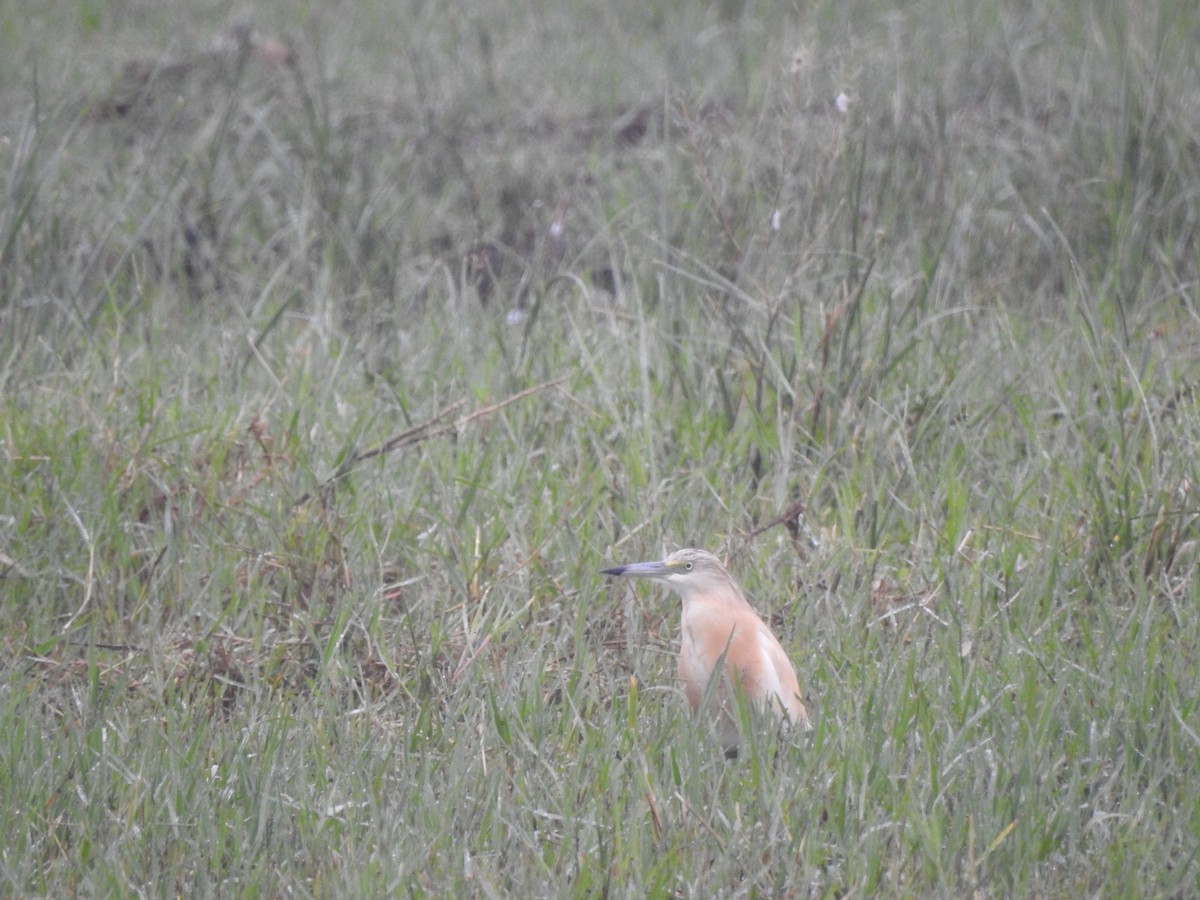 Squacco Heron - ML624212095