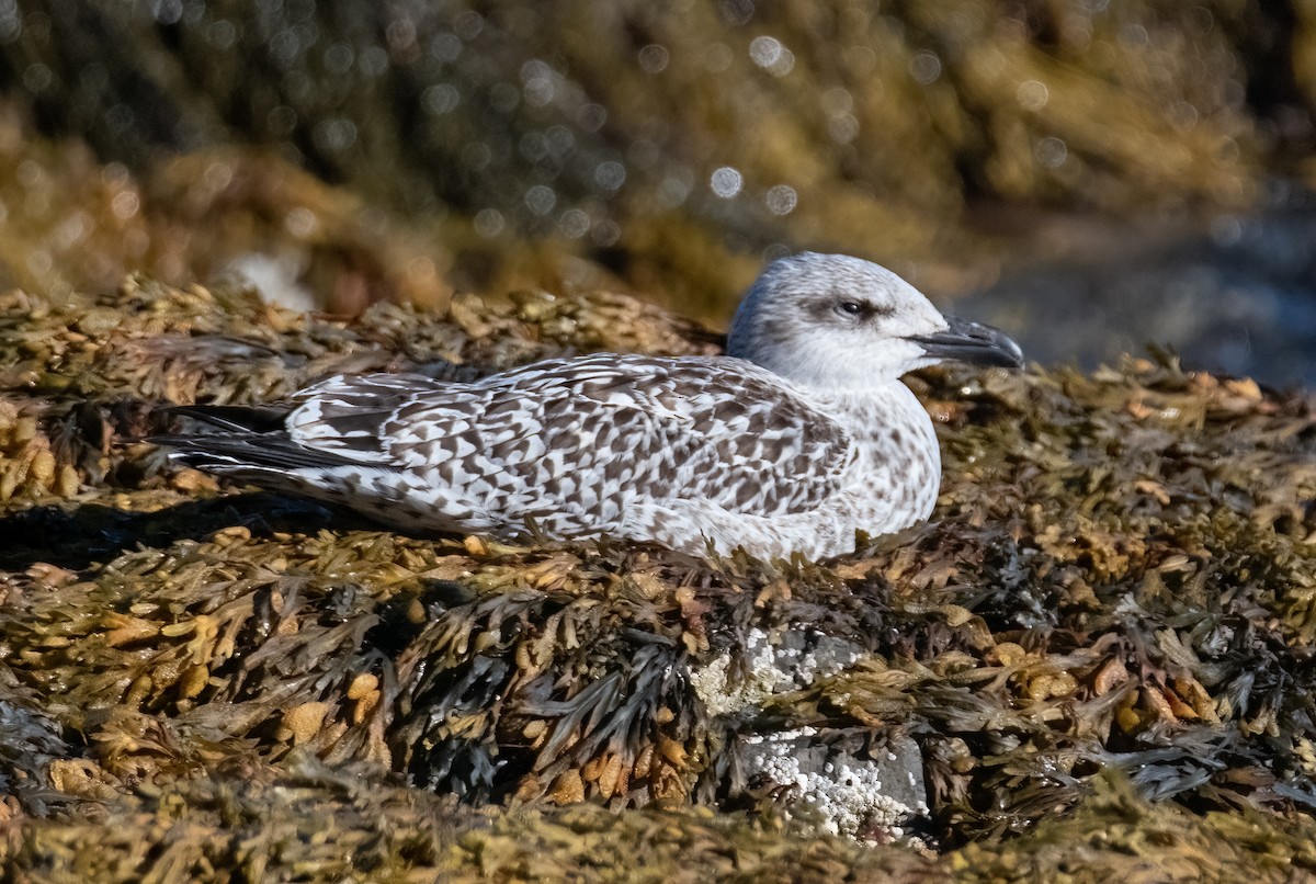 Great Black-backed Gull - ML624212110