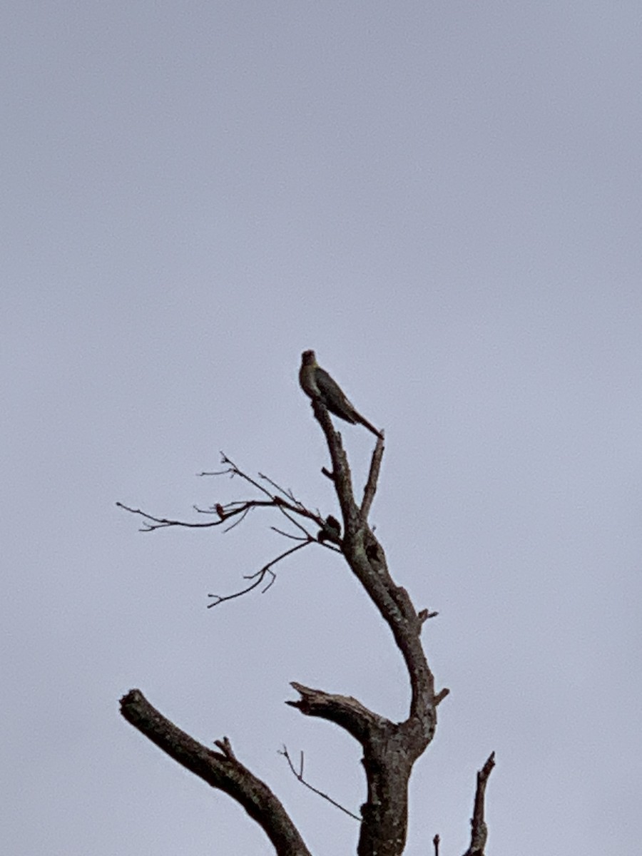 Fan-tailed Cuckoo - ML624212118