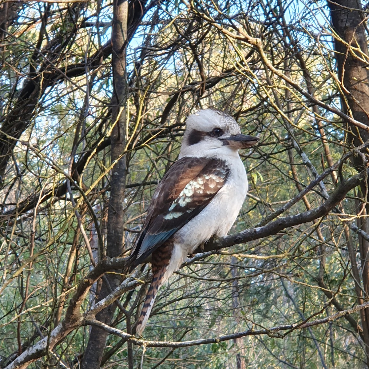 Laughing Kookaburra - ML624212122