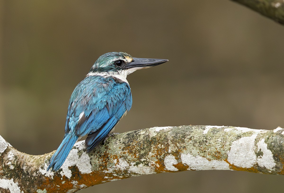 Collared Kingfisher - ML624212125