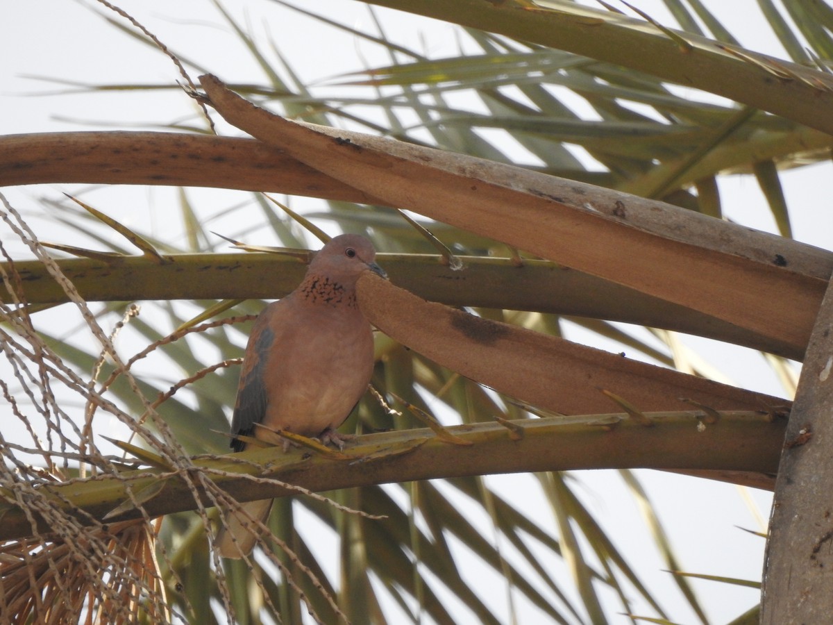 Laughing Dove - ML624212128