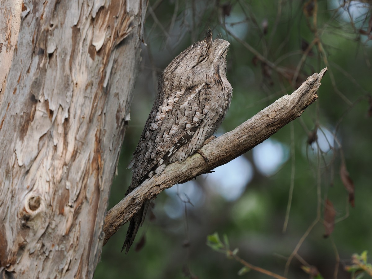 Tawny Frogmouth - ML624212143