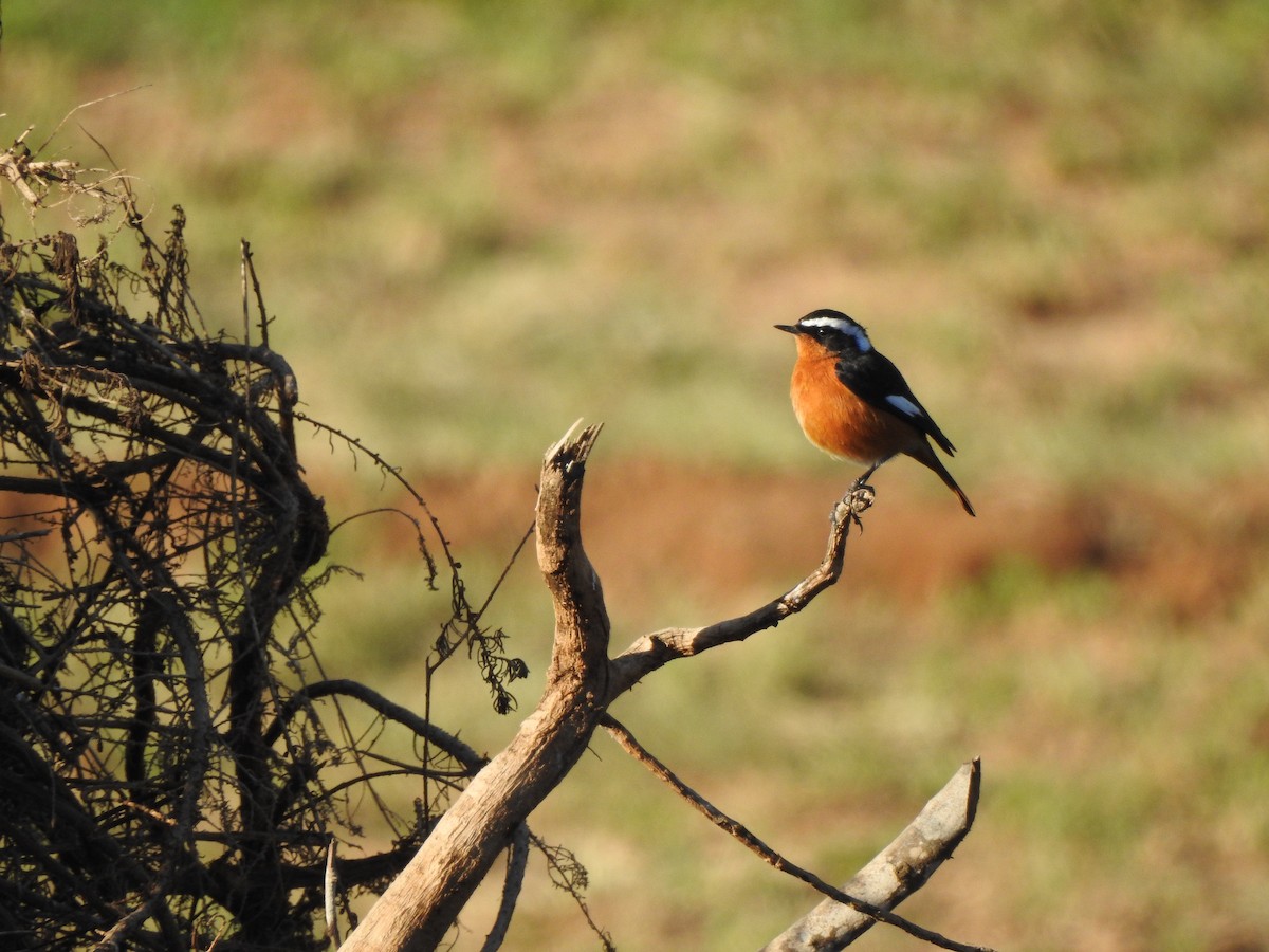 Moussier's Redstart - ML624212150