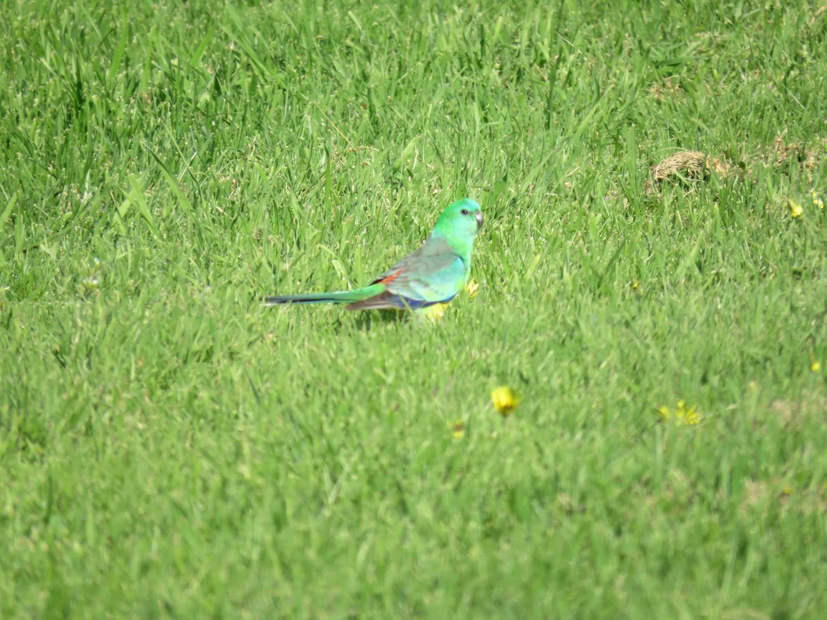 Red-rumped Parrot - ML624212151