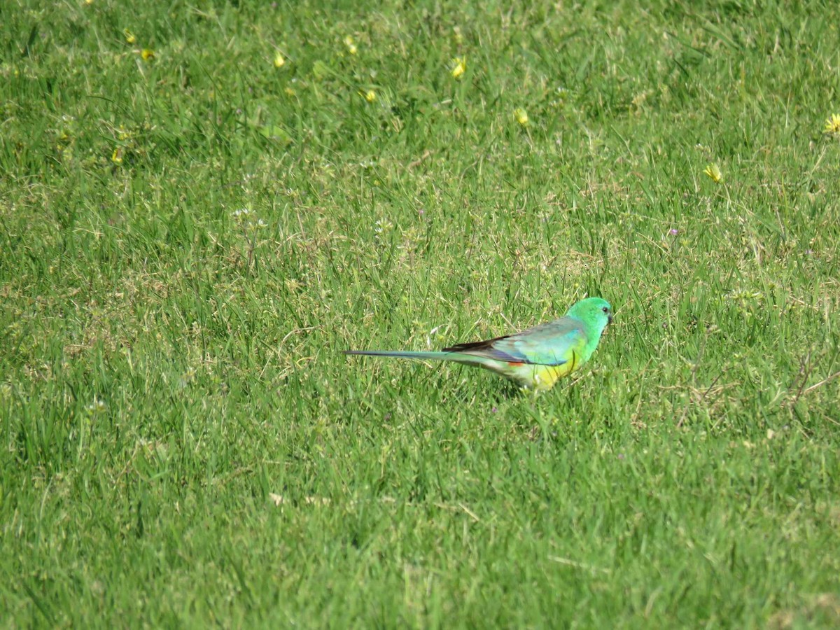 Red-rumped Parrot - ML624212152