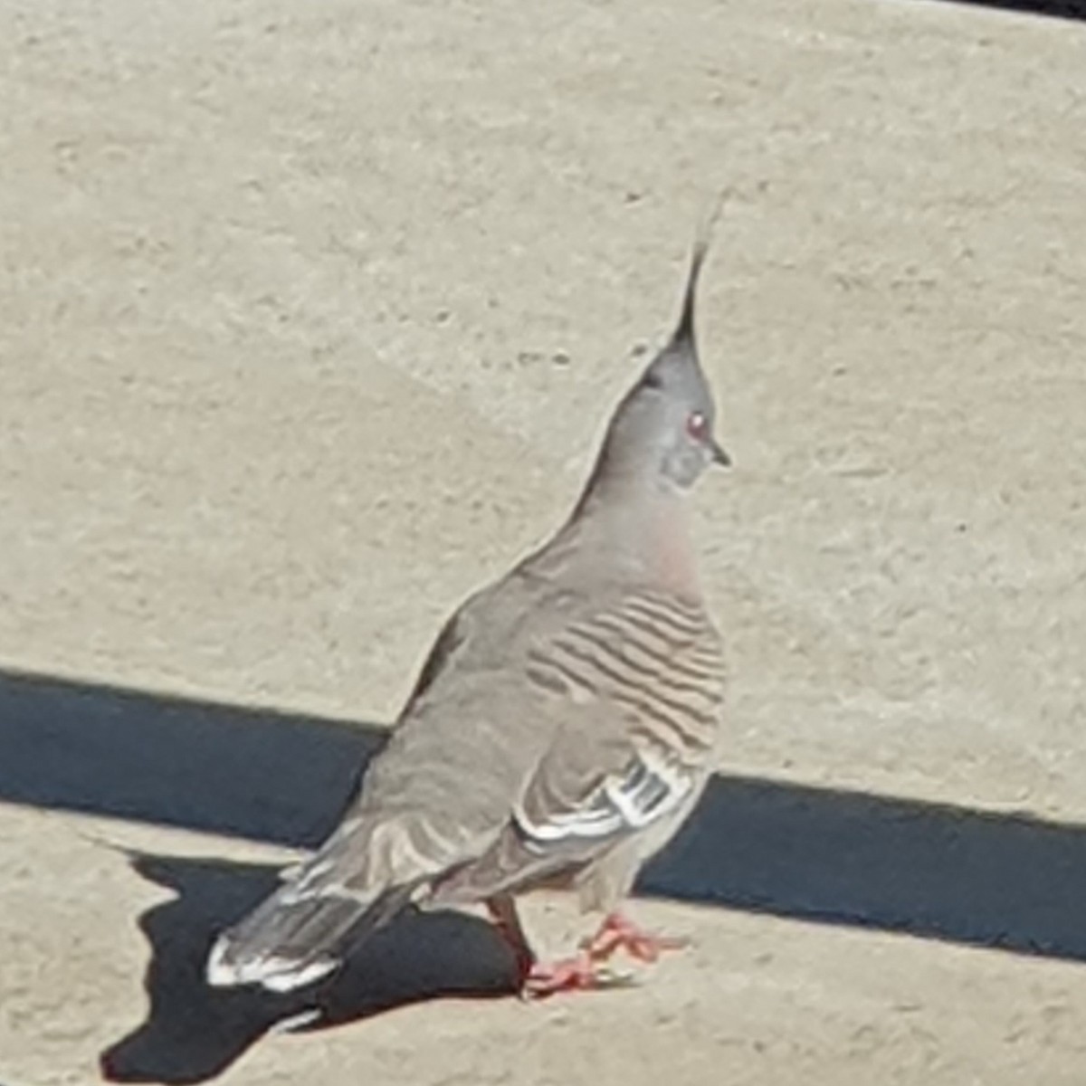 Crested Pigeon - ML624212158