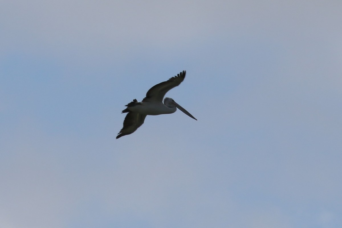 Australian Pelican - ML624212173