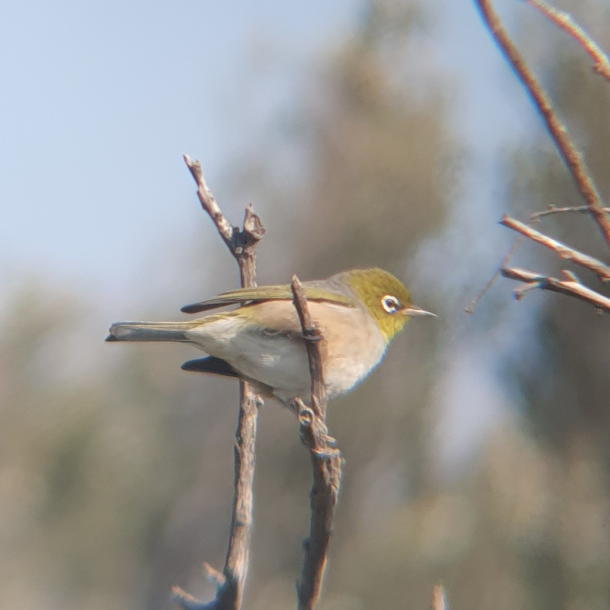 Silvereye - ML624212174