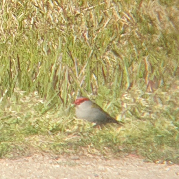 Red-browed Firetail - ML624212178
