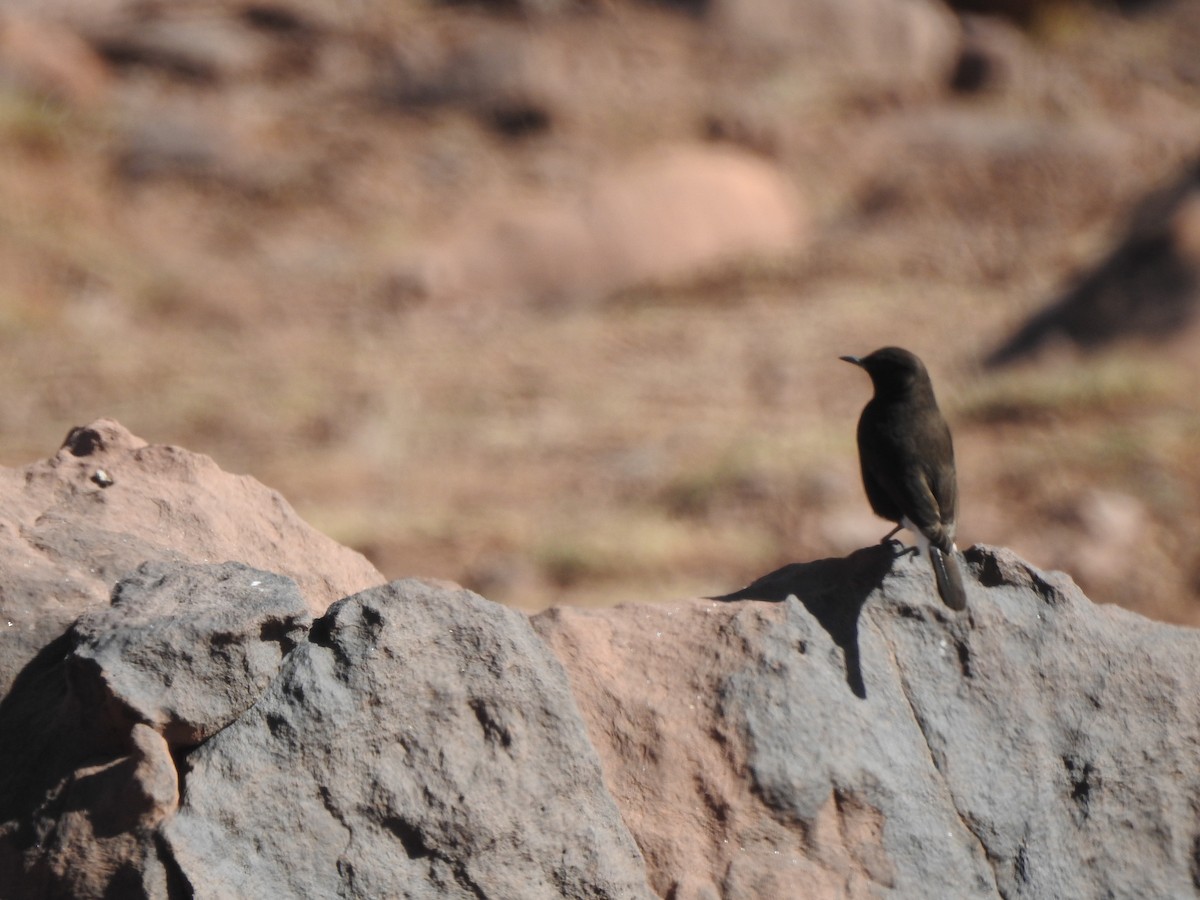 Black Wheatear - ML624212192