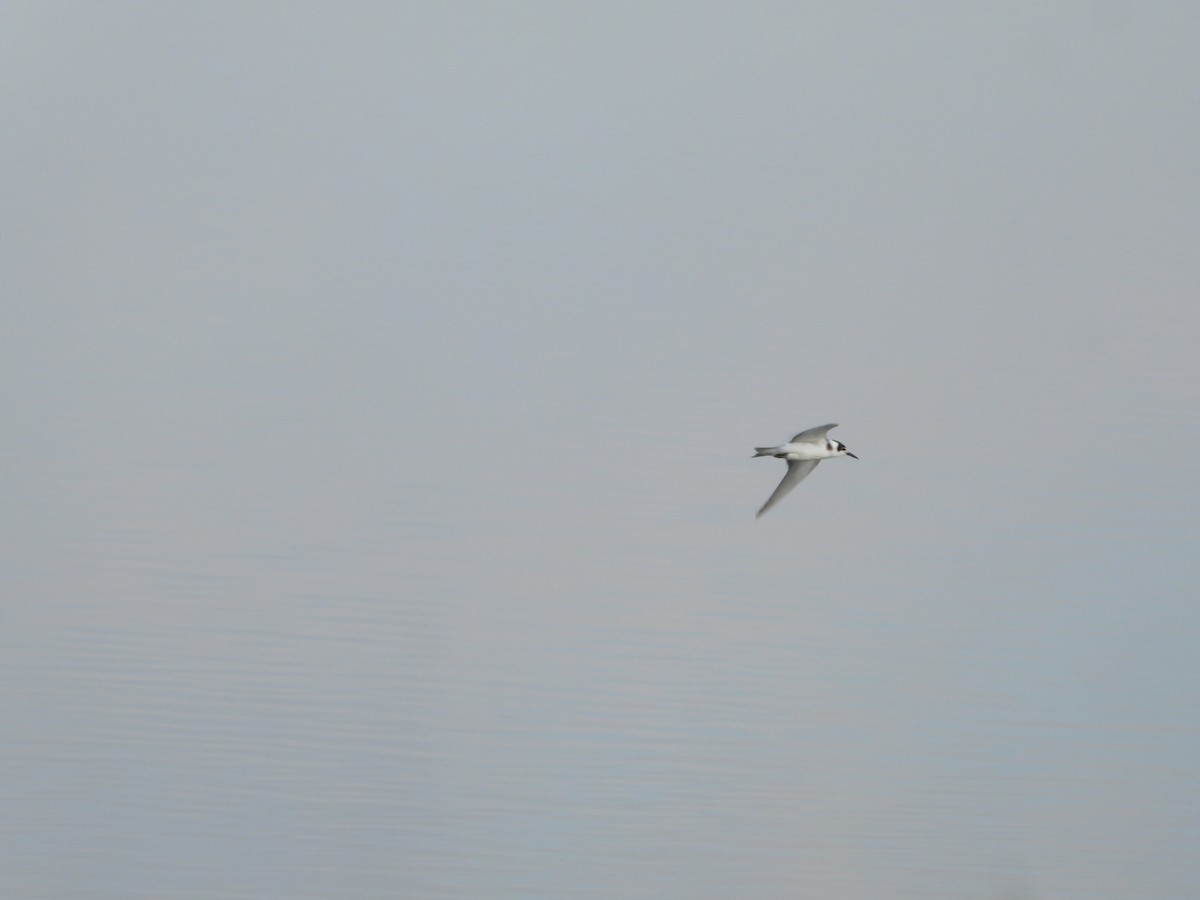 Black Tern - Itay Berger