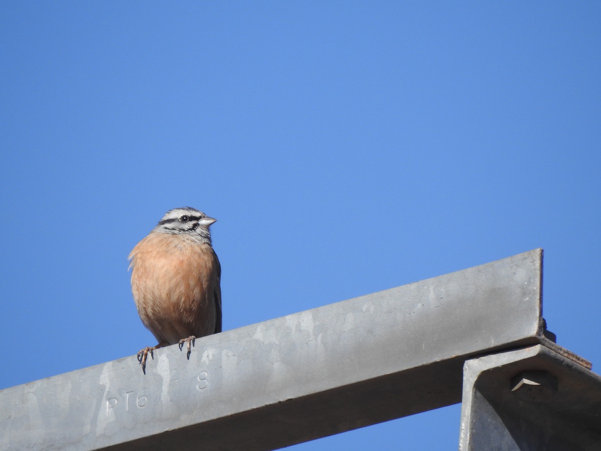 Rock Bunting - ML624212195