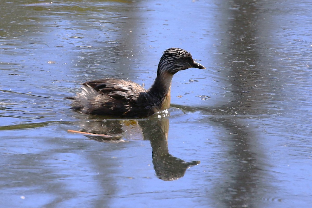 Hoary-headed Grebe - Deb & Rod R