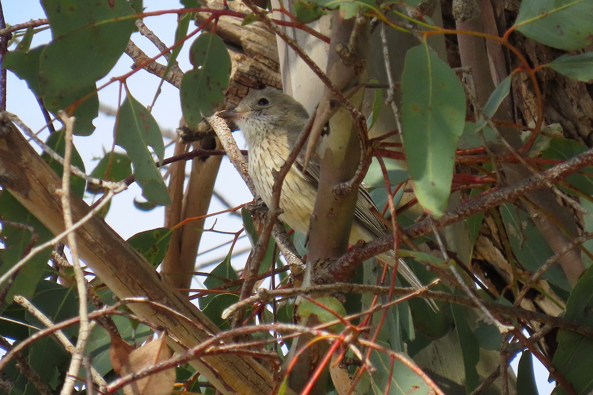 Rufous Whistler - ML624212206