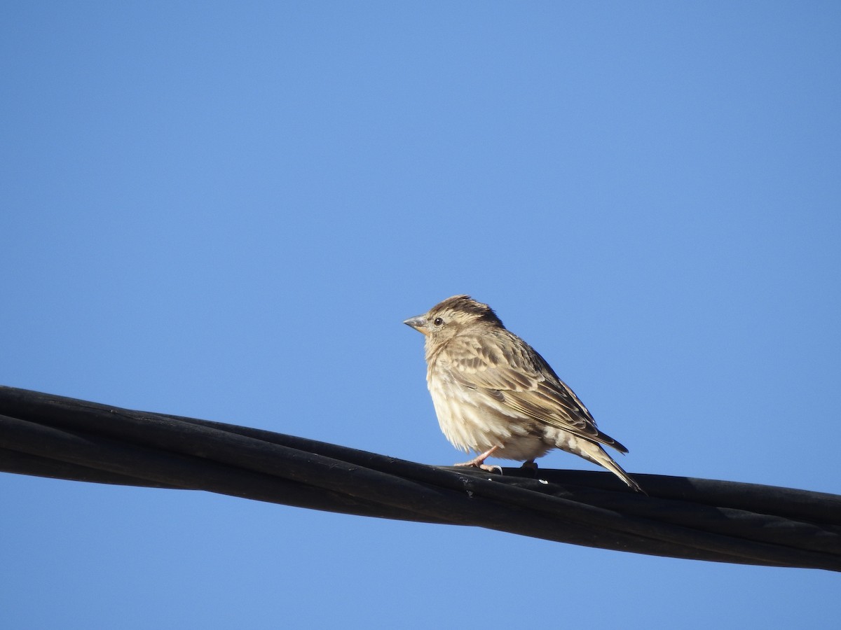 Rock Sparrow - ML624212208