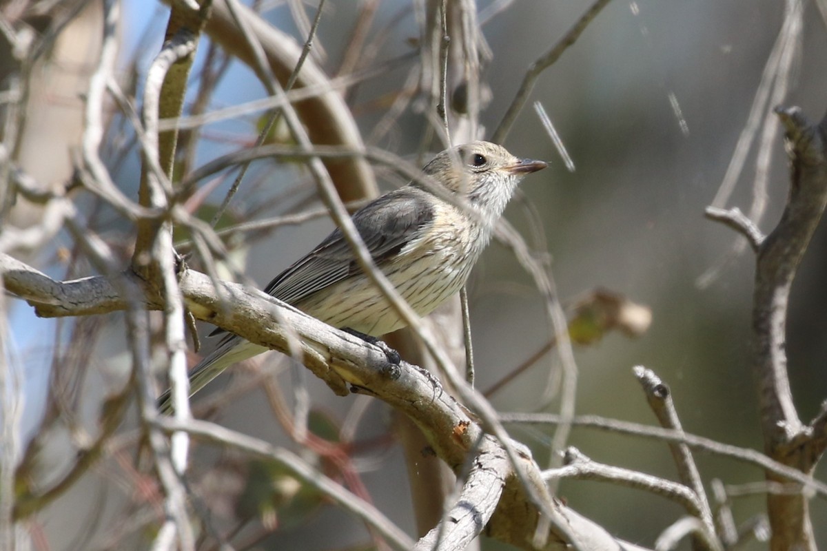 Rufous Whistler - ML624212209