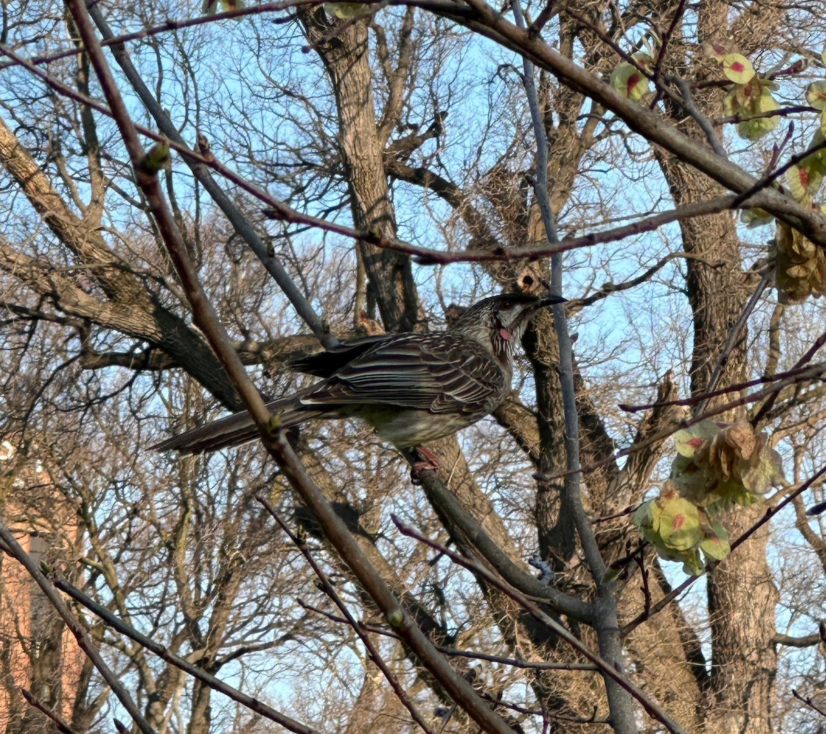 Red Wattlebird - ML624212211