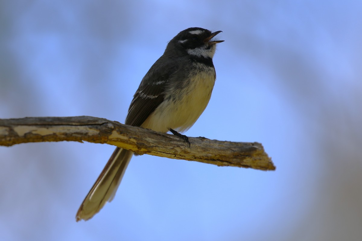 Gray Fantail - Deb & Rod R