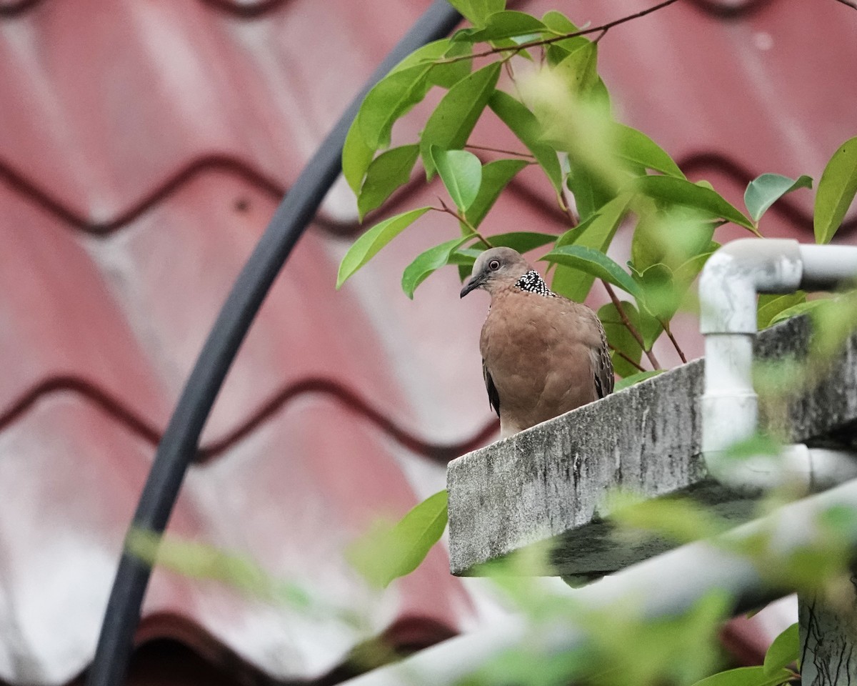 Spotted Dove - ML624212219