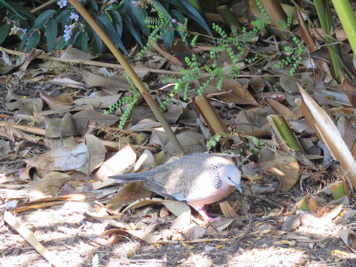 Spotted Dove - ML624212220