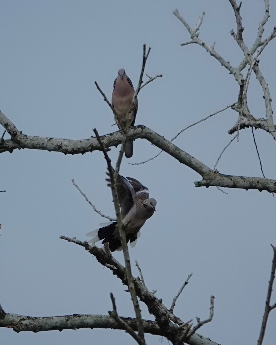 Spotted Dove - Marianne Fan